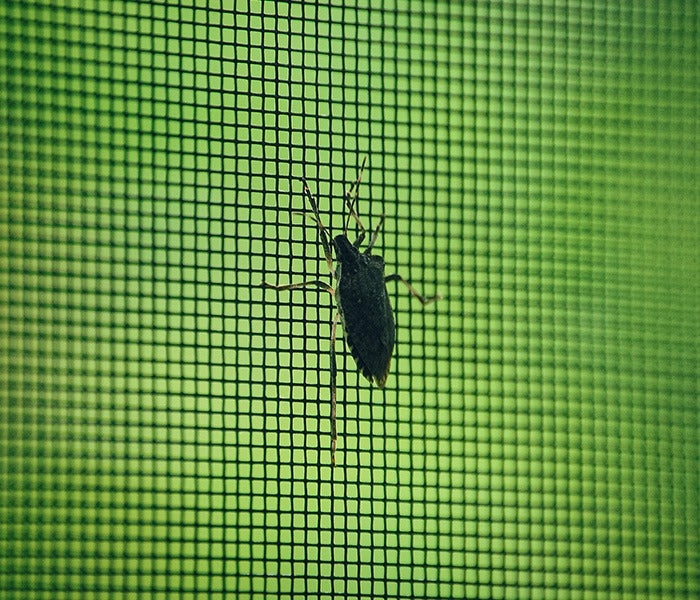 Maxi Mesh Insect On Screen