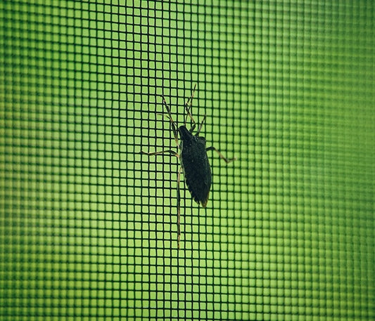 Maxi Mesh Insect On Screen