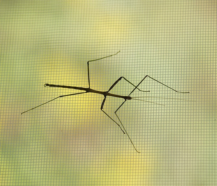 Micro Mesh Bug on Screen