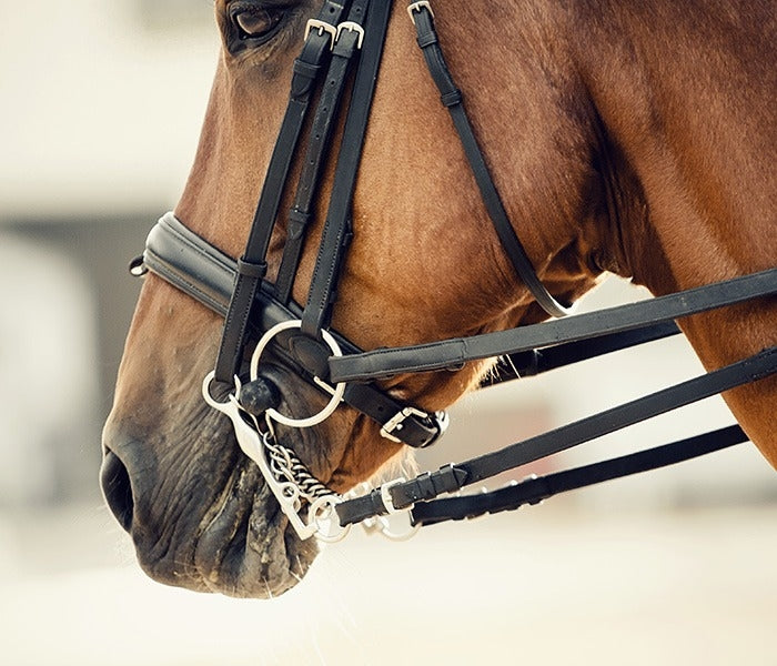 PVC Coated Horse Strap Webbing