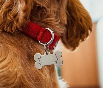 D-Rings - Steel Nickel Plated Dog Collar