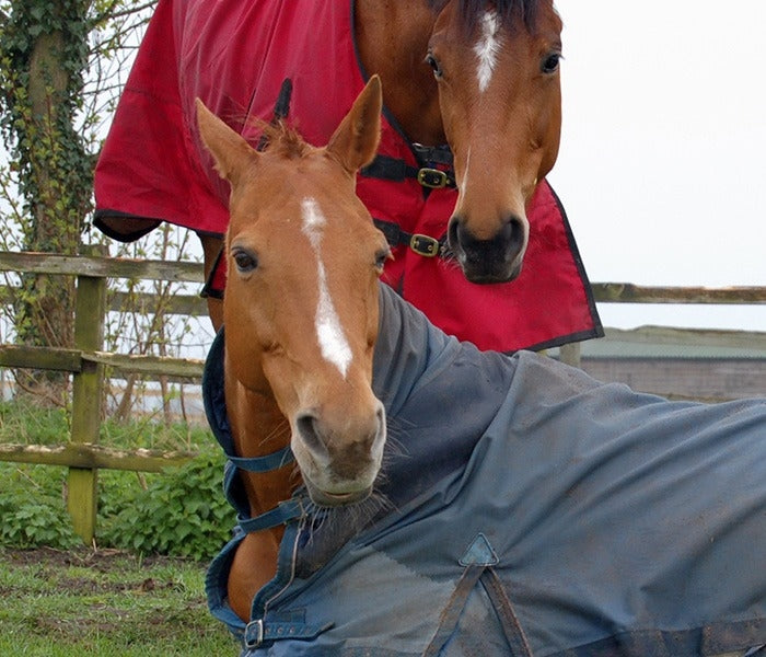 Ezi Clip Horses Resting