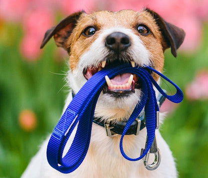 General Purpose Polyester Webbing 102 Dog Leash