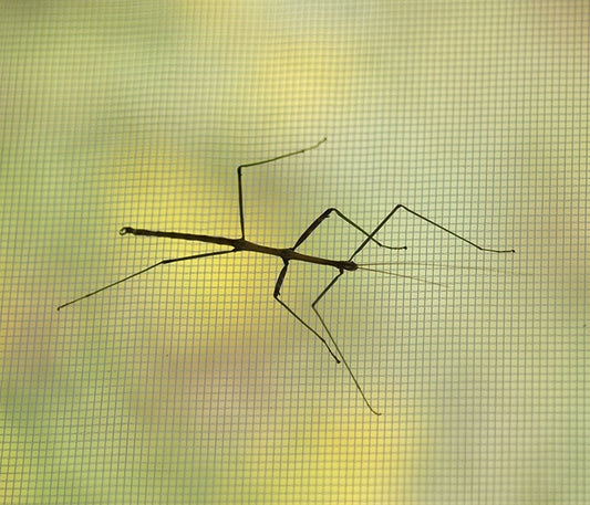 Micro Mesh Bug on Screen