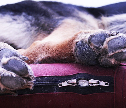 No. 4 Coil Zip Dog Mattress