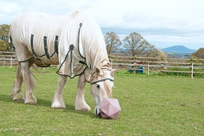 White Horse with summer Rug